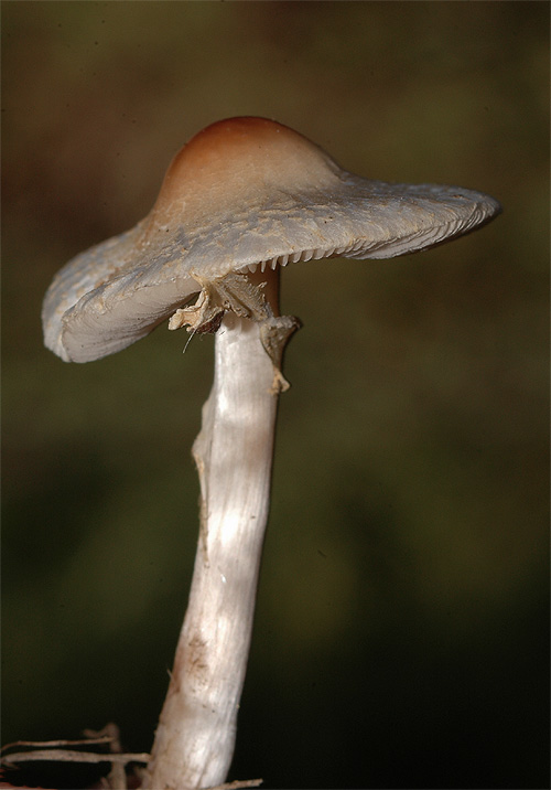 Lepiota cristata